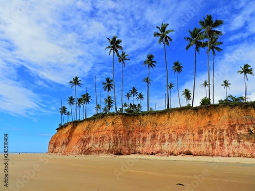 Fototapeta Naklejka Na Ścianę i Meble -  Cumuruxatiba, Bahia, Brazil: Aerial view of a beautiful beach with coconut tree's plantation. Fantastic landscape. Great beach view