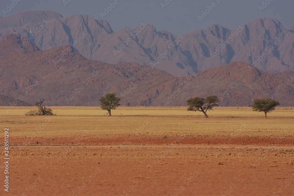 Kameldornbaum (vachellia erioloba) an der Elim-Düne im Namib-Naukluft-Nationalpark in Namibia Kameldornbaum (vachellia erioloba) an der Elim-Düne im Namib-Naukluft-Nationalpark in Namibia