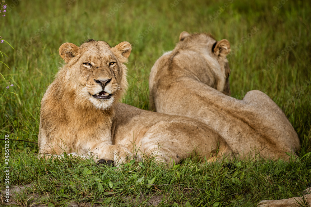 Beautiful Lion Caesar in the golden grass of Masai Mara, Kenya Beautiful Lion Caesar in the golden grass of Masai Mara, Kenya
