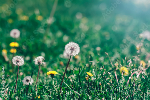 Yellow and white dandelions flowers in grass, selective focus, spring natural meadow
