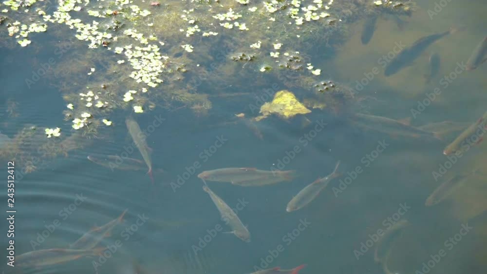 Freshwater fish swim in the lake. Freshwater fish swim in the lake.