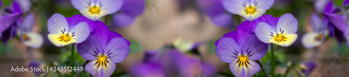 panorama flowers heartsease on the flowerbed