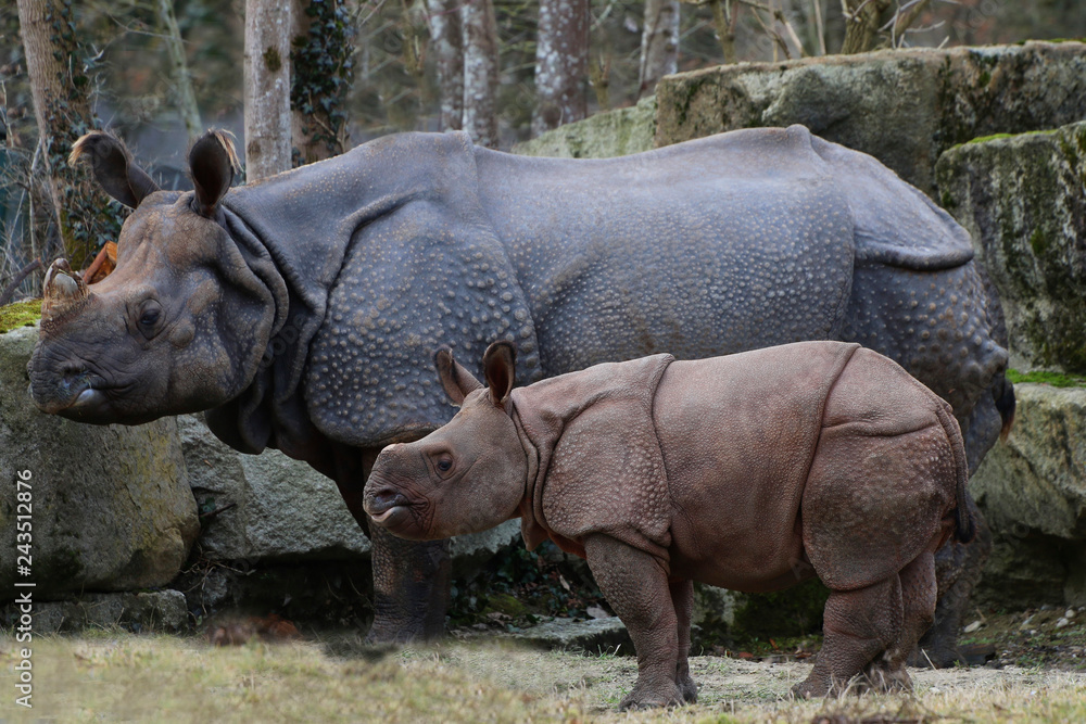 Panzernashorn (Rhinoceros unicornis) Muttertier mit Jungem