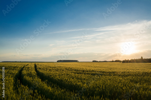 Big field of green rye with wheel trace on it at sunset
