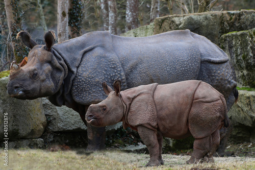 Panzernashorn (Rhinoceros unicornis) Muttertier mit Jungem