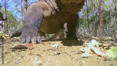 Komodo Dragon walking over camera photo