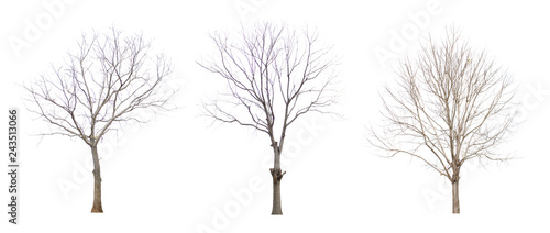 Dry tree
