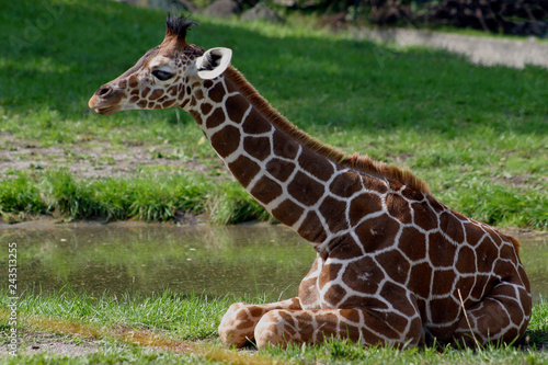  Netzgiraffe (Giraffa reticulata) Jungtier liegt am Boden