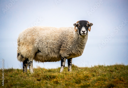Swaledale sheep in a field on a gloomy day in England