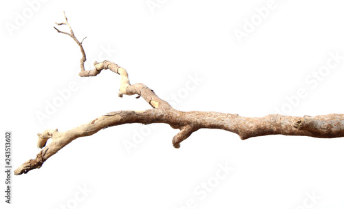Obraz na plátne Dry branches, white background