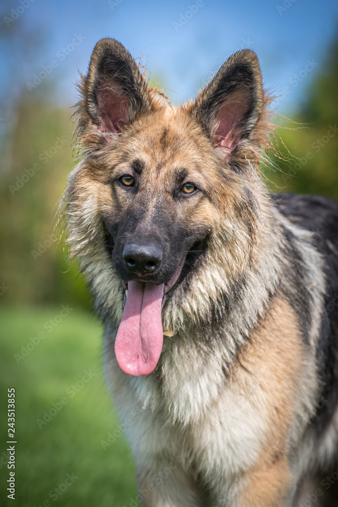 Beautiful fluffy German Shepherd Dog with her tongue out