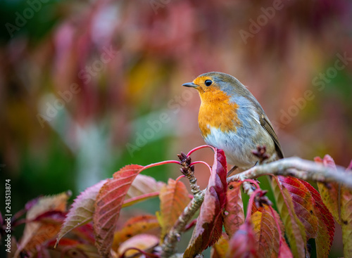 Cute European robin sitting on some red autumn leaves