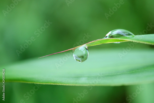 Closed Up Water Droplets of Morning Dew at the Edge of the leaf, Archaeological Site of Machu Picchu, Cusco Region, Peru 