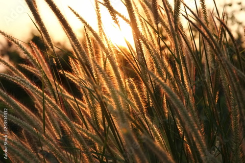 grasses with sunset light