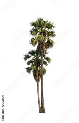 sugar palm isolated on white background,selective focus