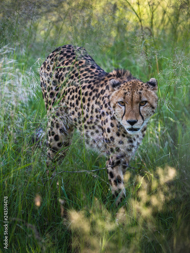 Fototapeta Naklejka Na Ścianę i Meble -  Cheetah walks through long grass in savannah Acinonyx jubatus
