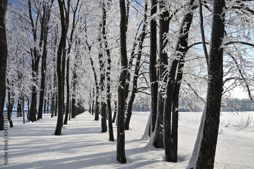 Winter forest on sunny day