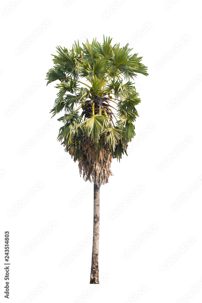 sugar palm isolated on white background,selective focus