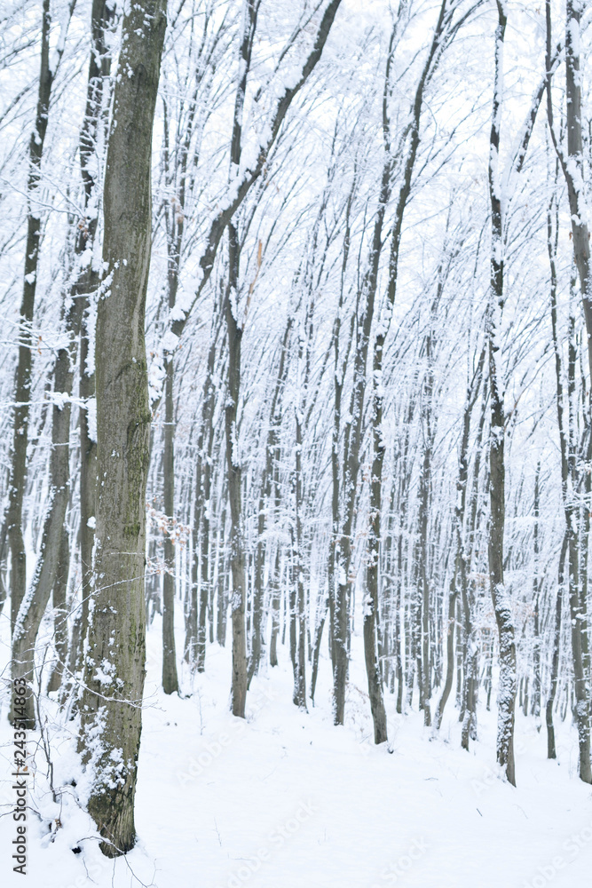 Landscapes of the winter forest with falling snow - wonderland park with snowfall. Snowy winter landscape scene - Image Landscapes of the winter forest with falling snow - wonderland park with snowfall. Snowy winter landscape scene - Image