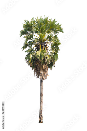 Obraz na płótnie sugar palm isolated on white background,selective focus w salonie