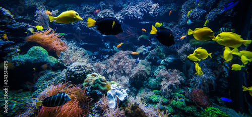 Fototapeta Naklejka Na Ścianę i Meble -  tropical Fish on a coral reef