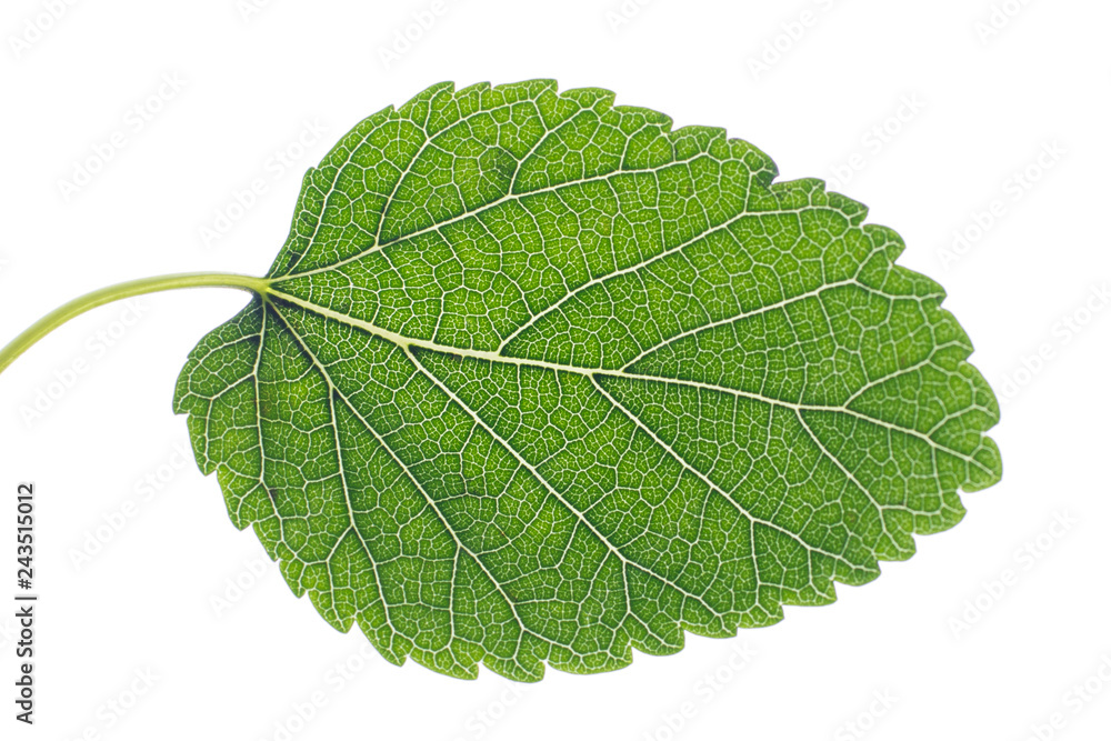 Fototapeta premium Textured mulberry leaf against a white background.