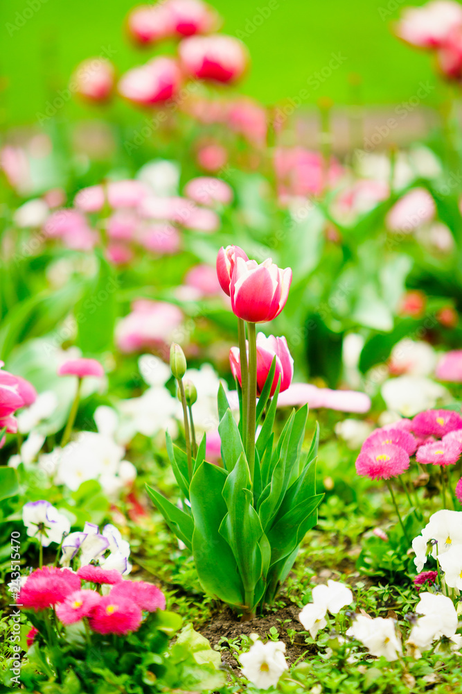 Beautiful blooming tulip flowers for background Beautiful blooming tulip flowers for background