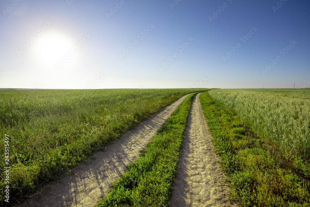 Dirt road in the field, going beyond the horizon. Sunbeam illuminates the fields of wheat.