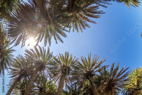 sun rays through palm trees on a tropical beach