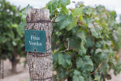 Petit Verdot Vineyard in Mendoza Wine Country Argentina