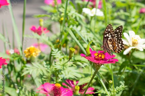 Butterflies in a beautiful flower garden © gunungkawi