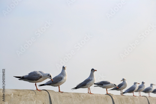 Seagulls standing on pier, Samut Prakan, Thailand