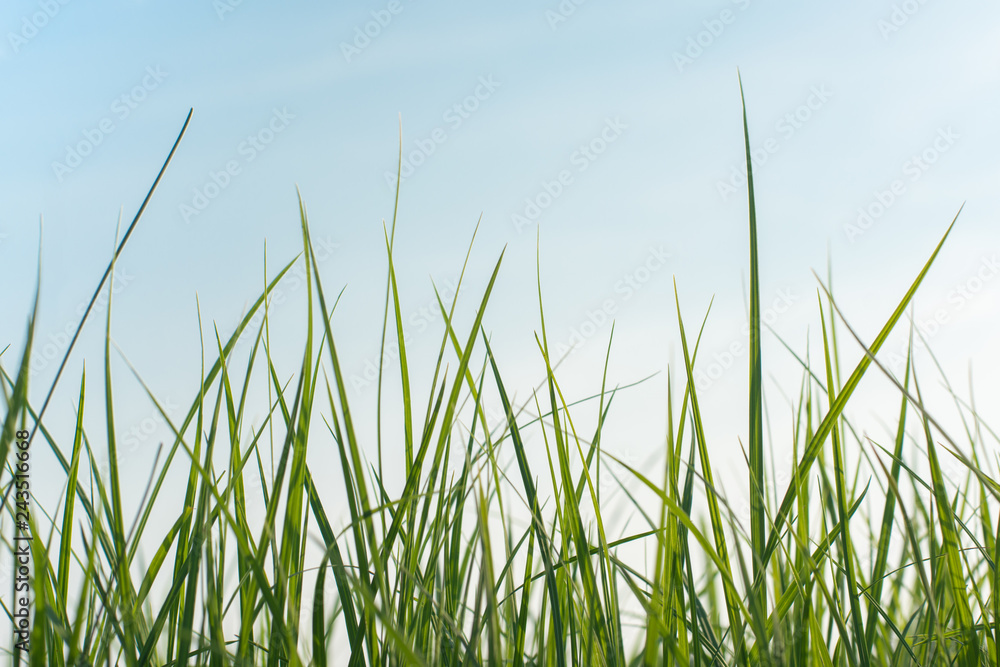Long fresh green grass against a blue sky in the field in evening