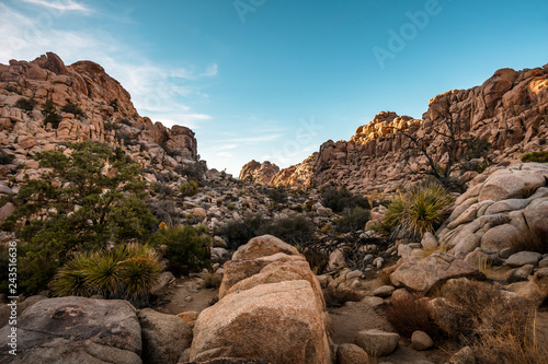 Wallpaper Mural Tal in der Wüste des Joshua Tree NP Torontodigital.ca