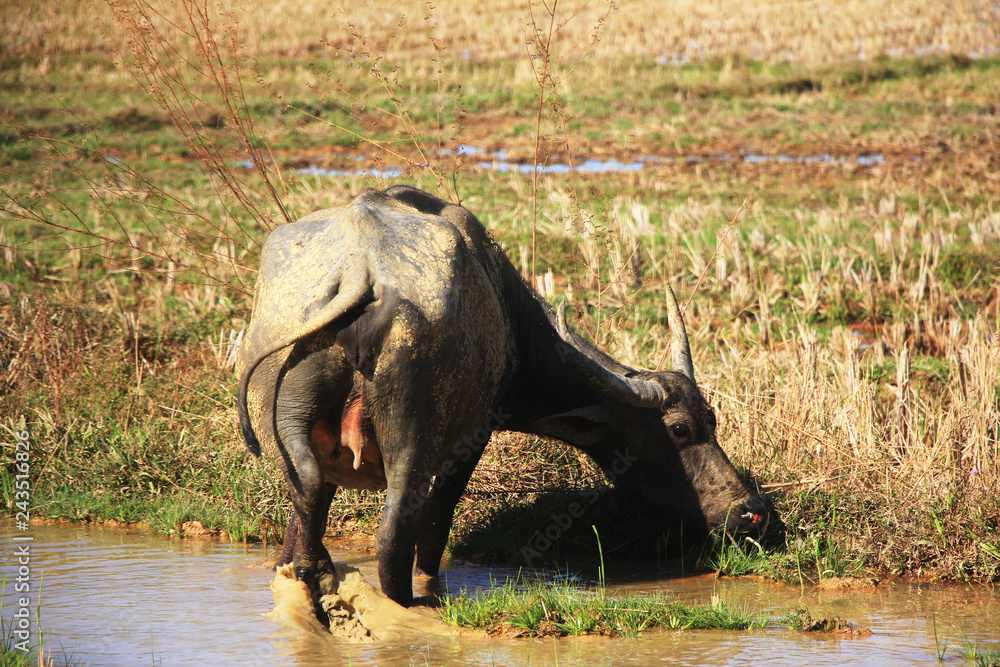 Fototapeta premium buffalo in the field on summer.