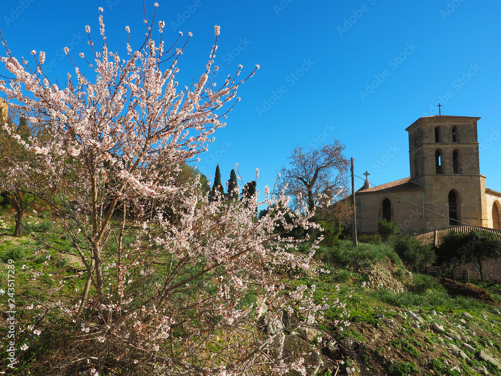 Mallorca im Frühling - Mandelbaum in Arta