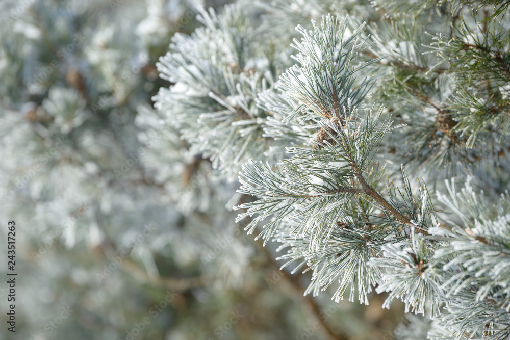 Winter pine tree branches covered with snow. Frozen tree branch in winter forest. Winter pine tree branches covered with snow. Frozen tree branch in winter forest.