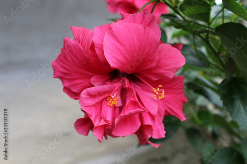 red hibiscus flower  Brazil  Par    Inhangap  .