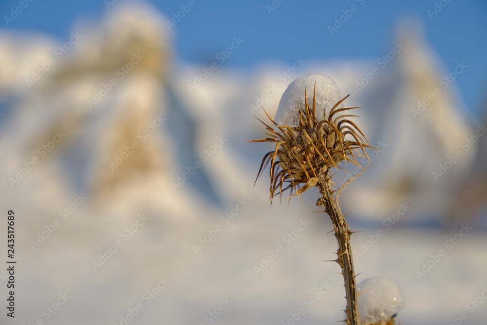 Dried up thistle in winter, with snow cover in narrow focus, against a blurred background of cappadocia snow, rock formation and blue sky