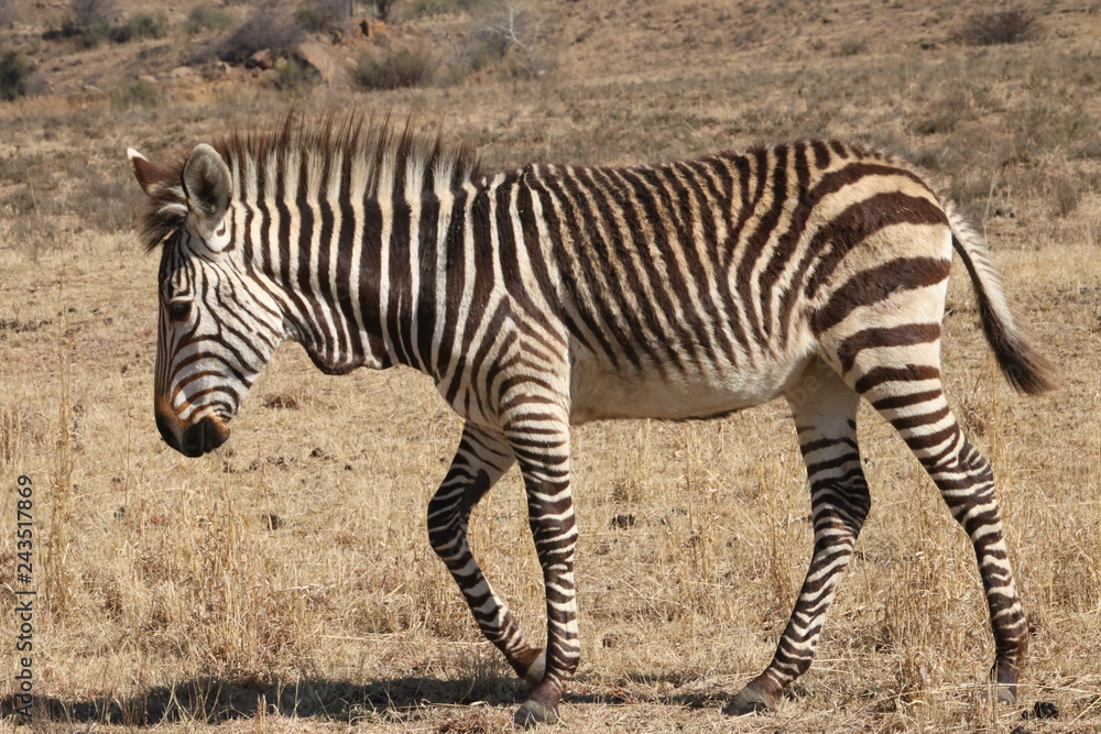 Junges Hartmanns Berg Zebra Weibchen Junges Hartmanns Berg Zebra Weibchen