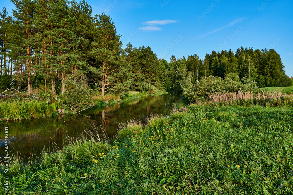 River and forest