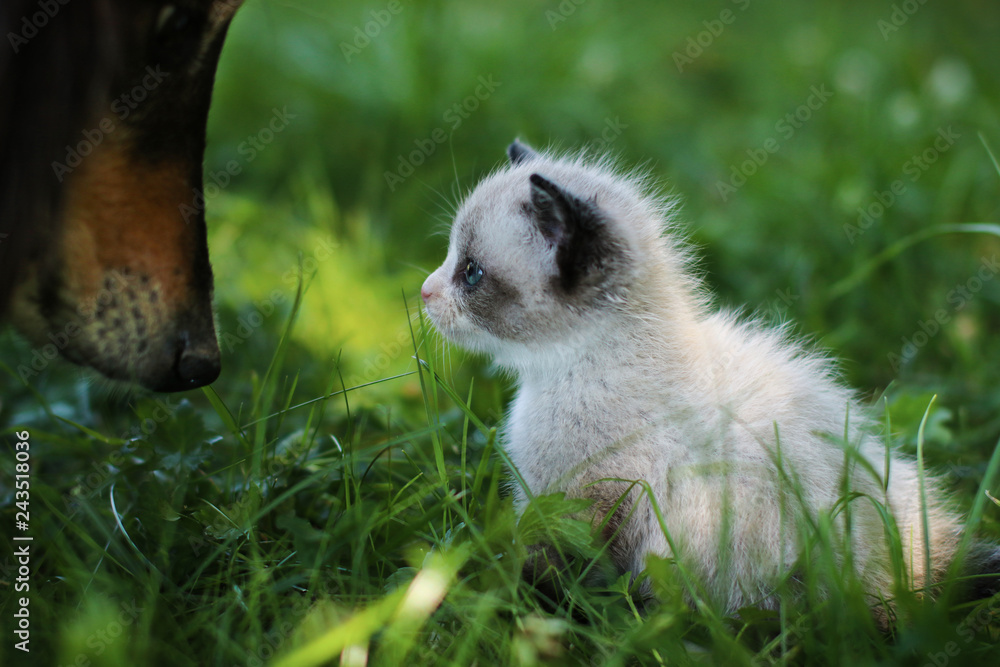 Hund und Katz