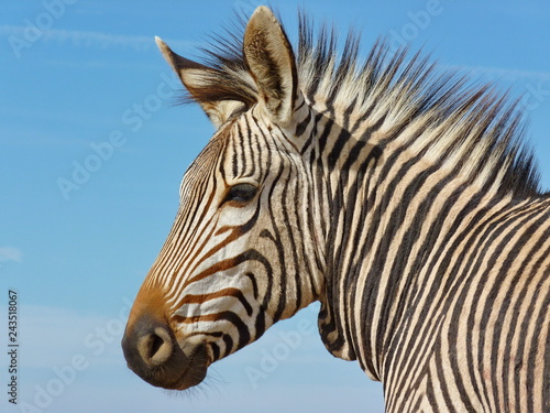 Zebra Kopf