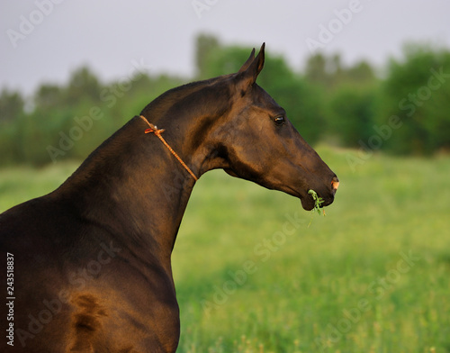 Free bay Akhal-Teke horse standing in the summer pasture with grass in mouth, Horizontal, portrait, side view.