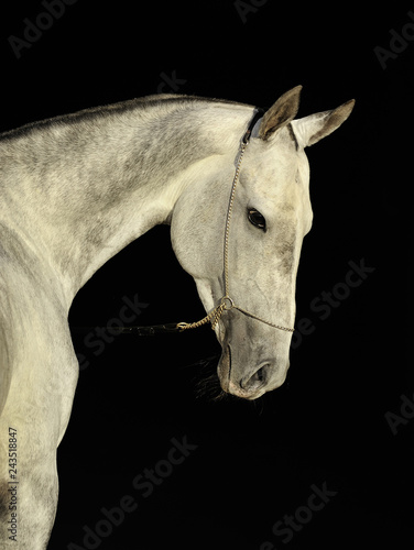 Portrait of a grey Akhal-Tehe horse in show chain halter looking back. Vertical, isolated on black background.