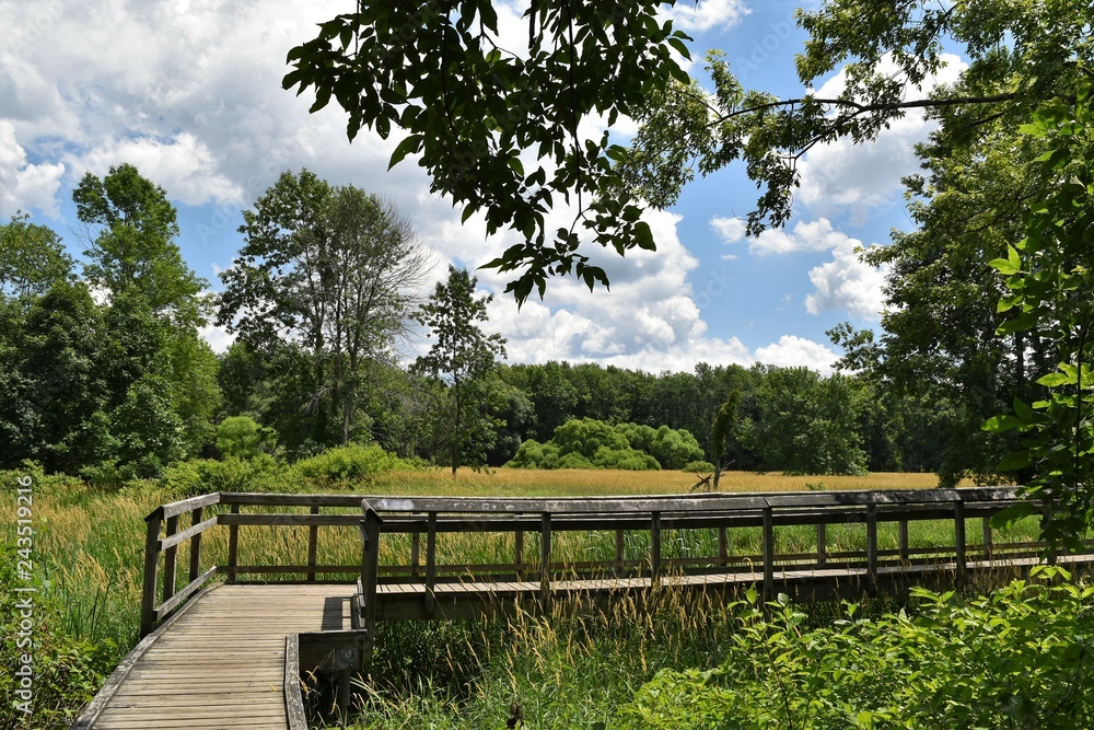 Boardwalk through a marsh area