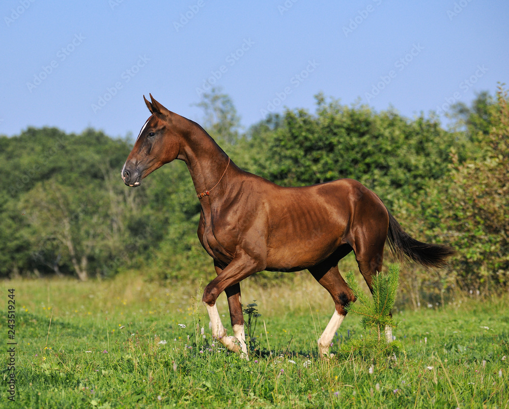 Slim bay Akhal-Teke mare walking in the summer pasture. Horizontal, sideways.