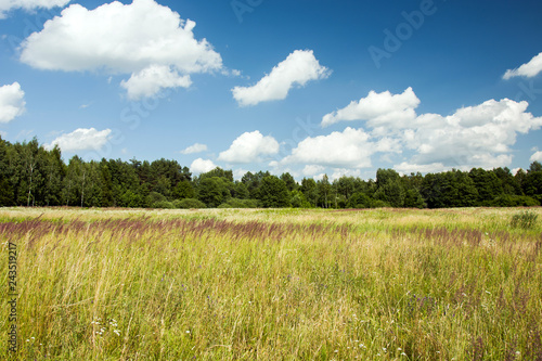 Wild meadow, forest and white clouds in the sky