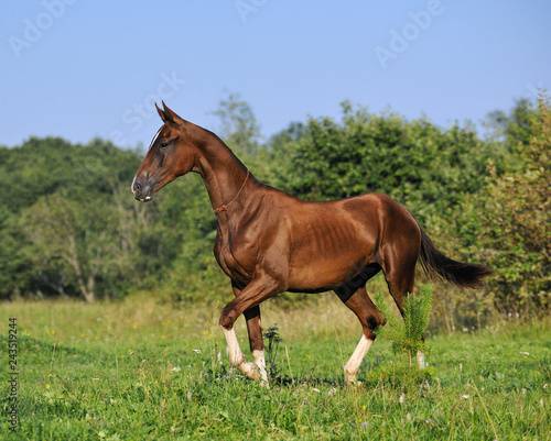 Slim bay Akhal-Teke mare walking in the summer pasture. Horizontal, sideways.