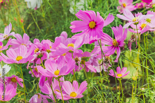 Colorful of Sulfur Cosmos flowers on a rack decorate in park.